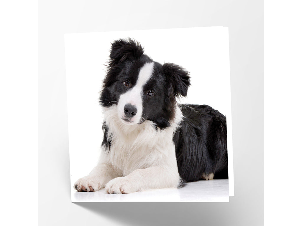 Border Collie Greetings Card