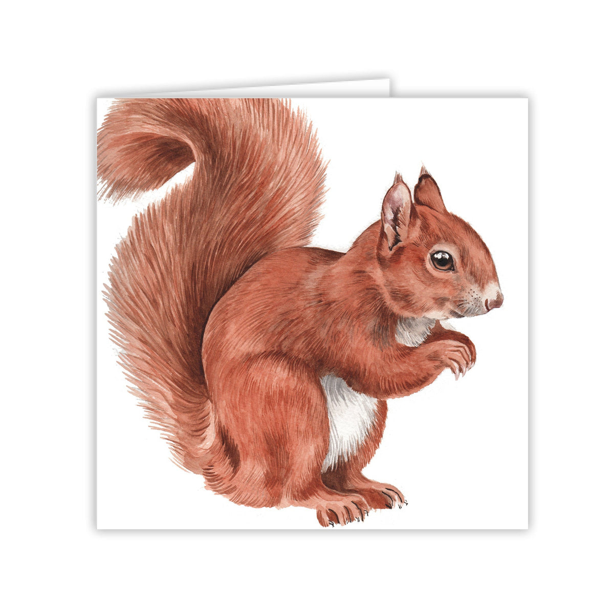 Squirrel Card