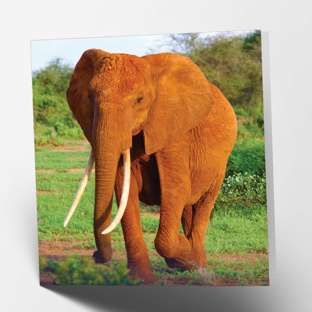 Elephant Card