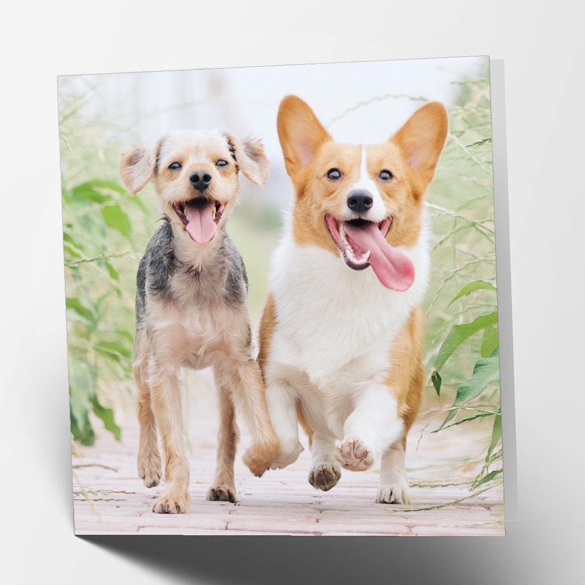 Happy Dogs Card