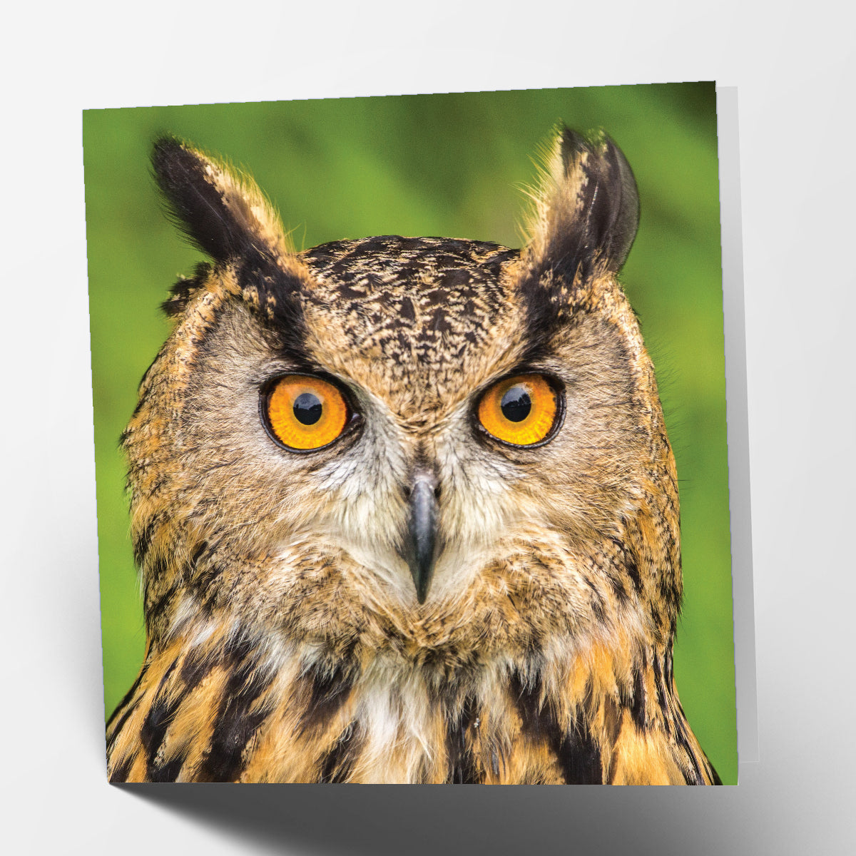 Owl Card