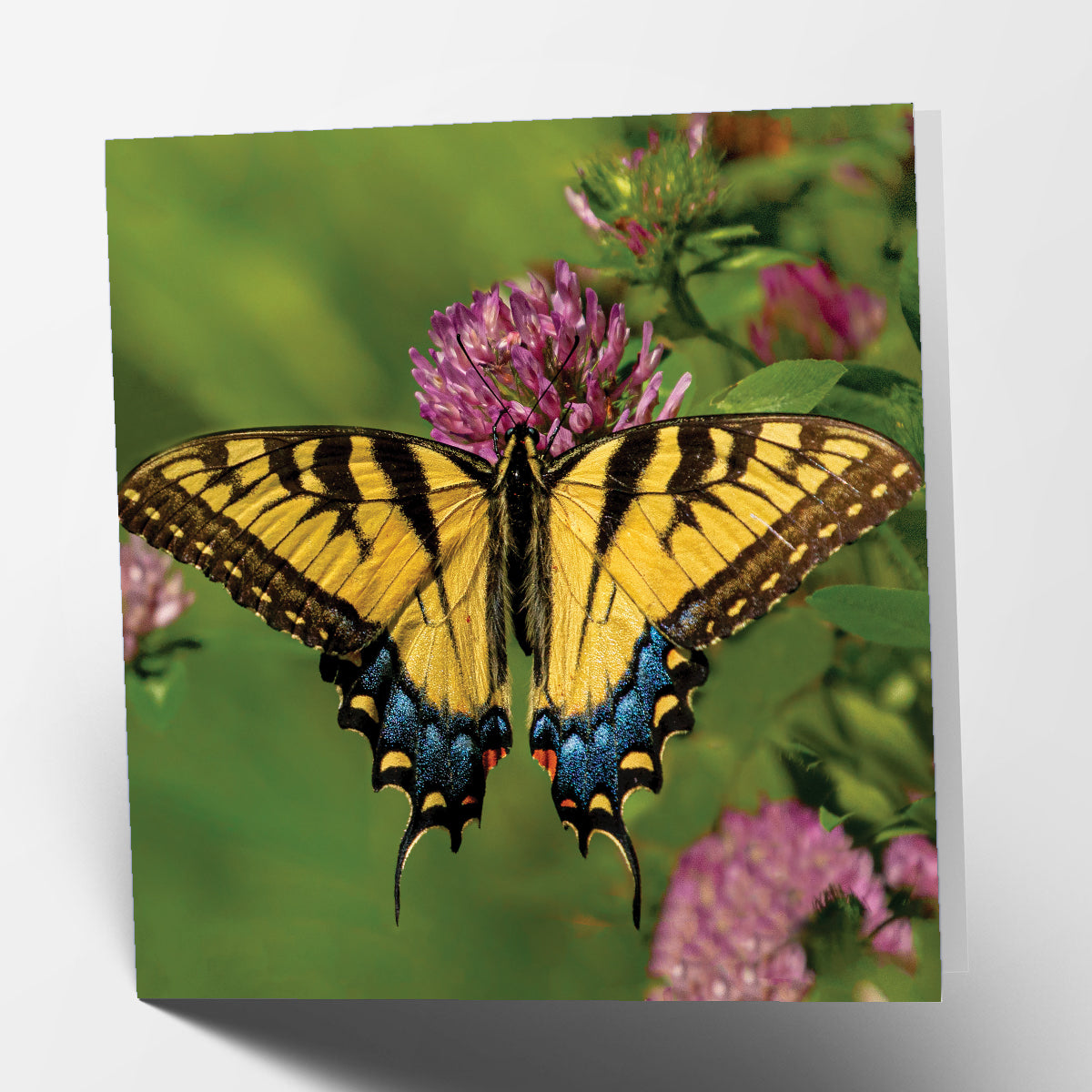 Butterfly Card