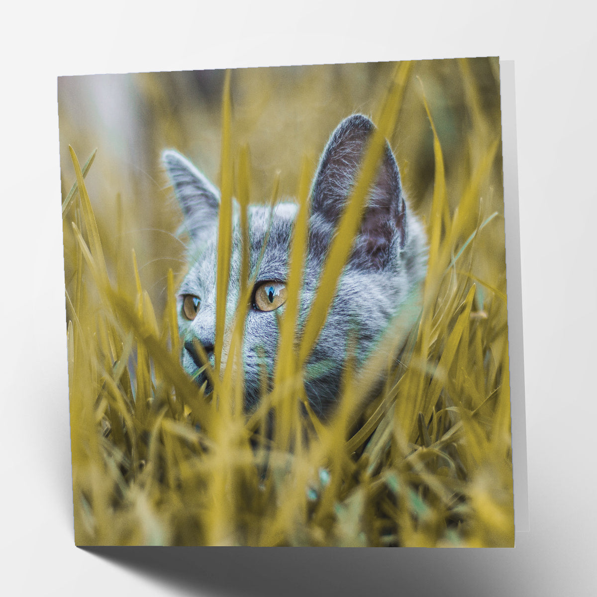 Hiding Cat Card