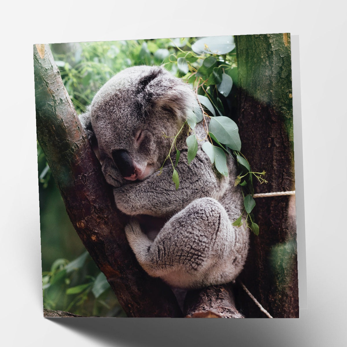 Koala Card