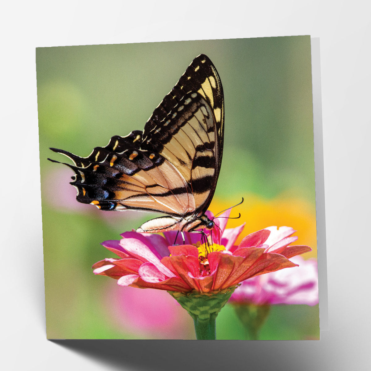 Butterfly Card