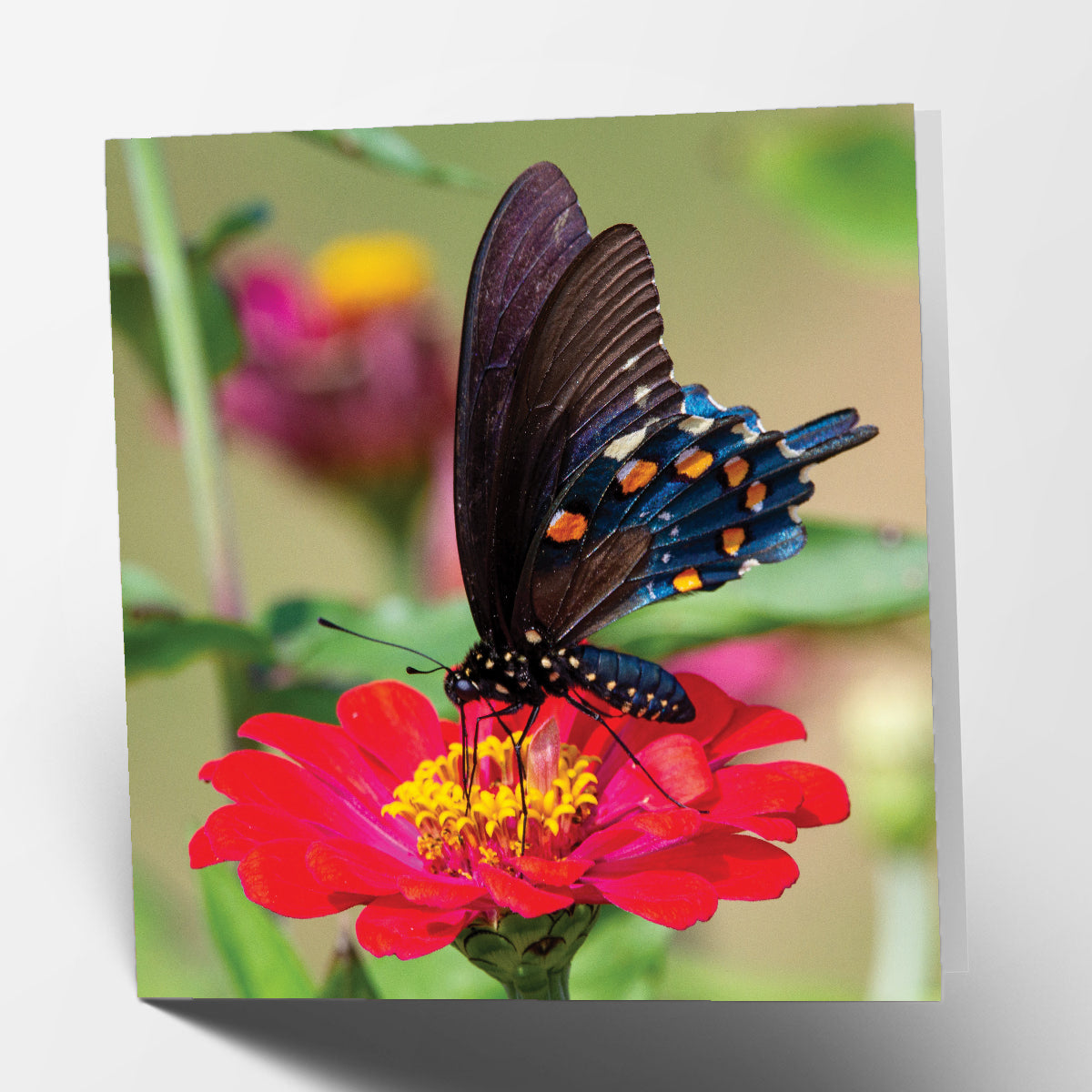 Butterfly Card