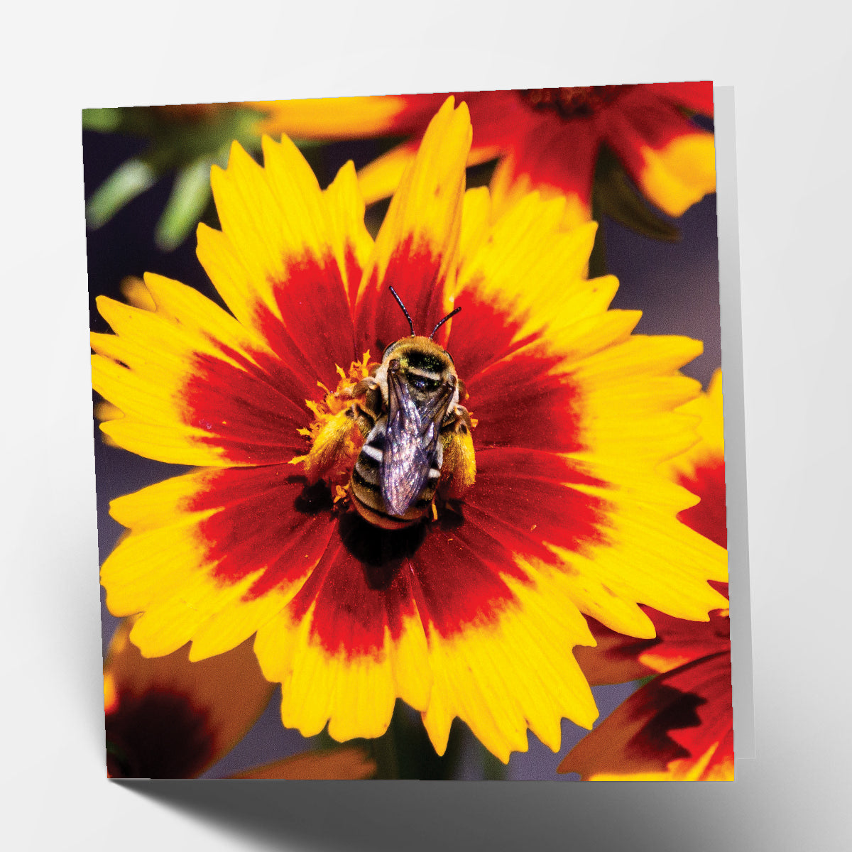 Bee and Flower Card