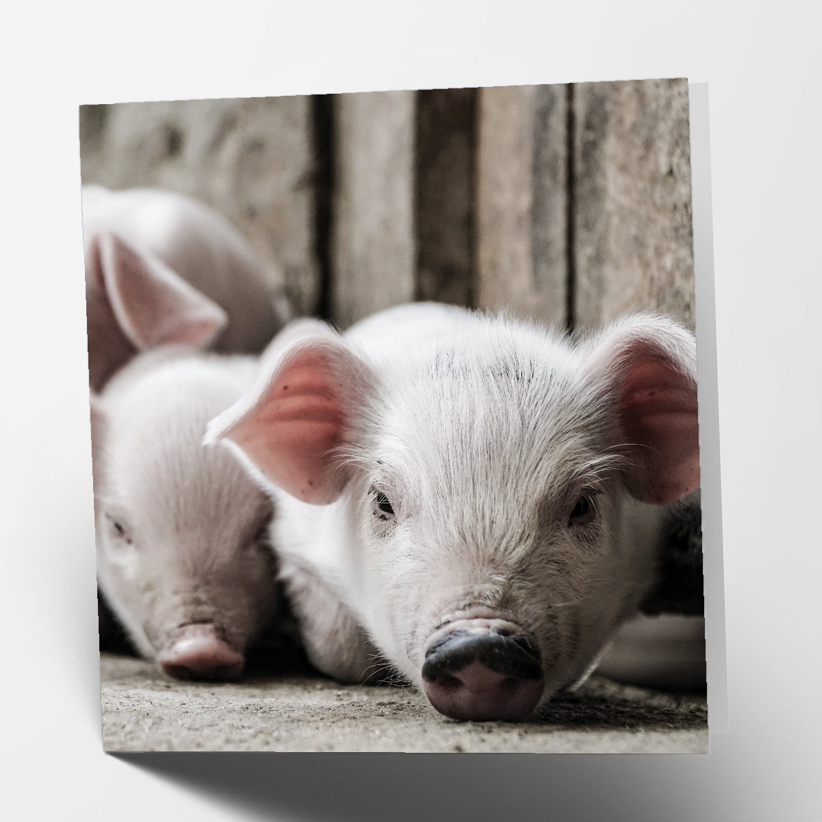 Piglets Card