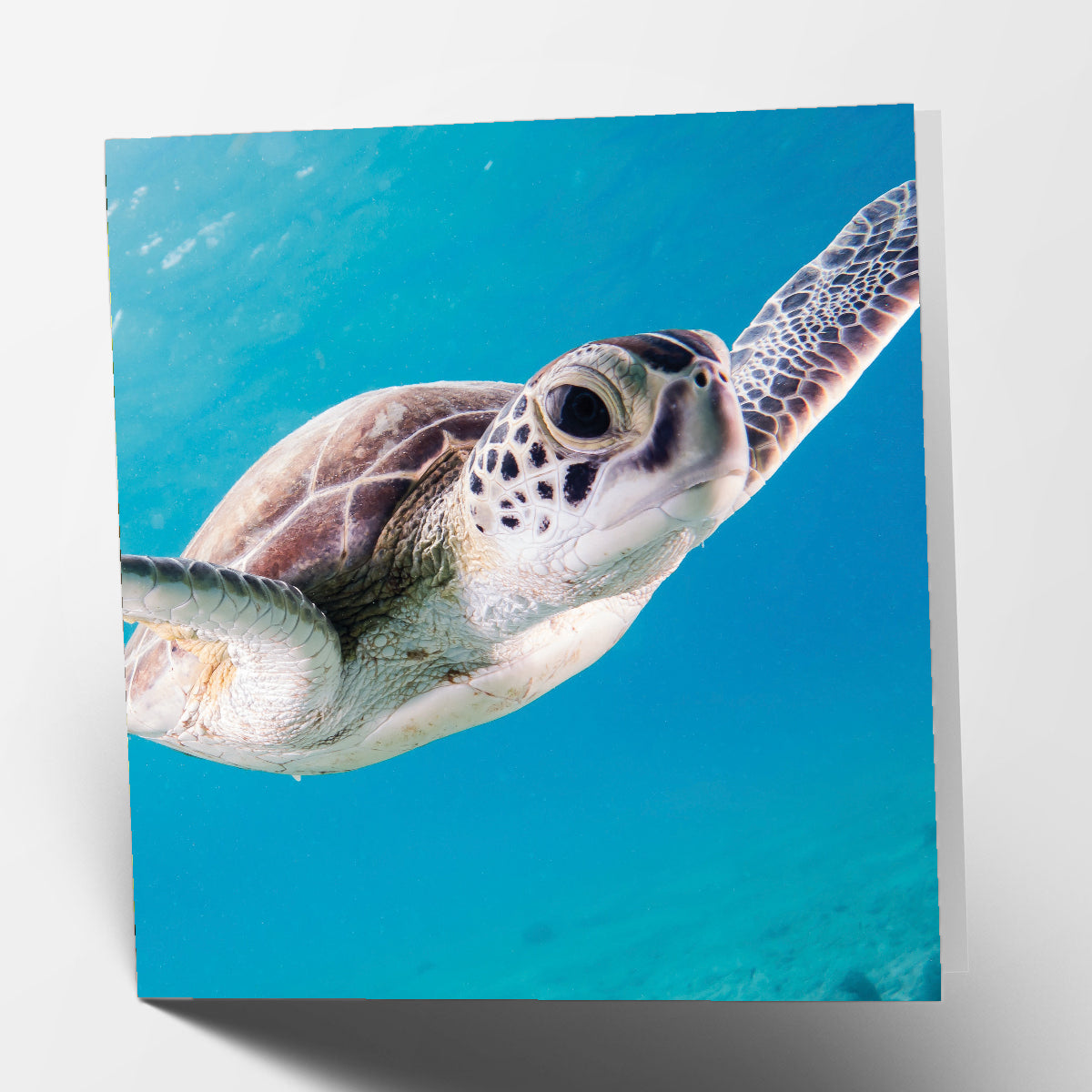 Sea Turtle Card