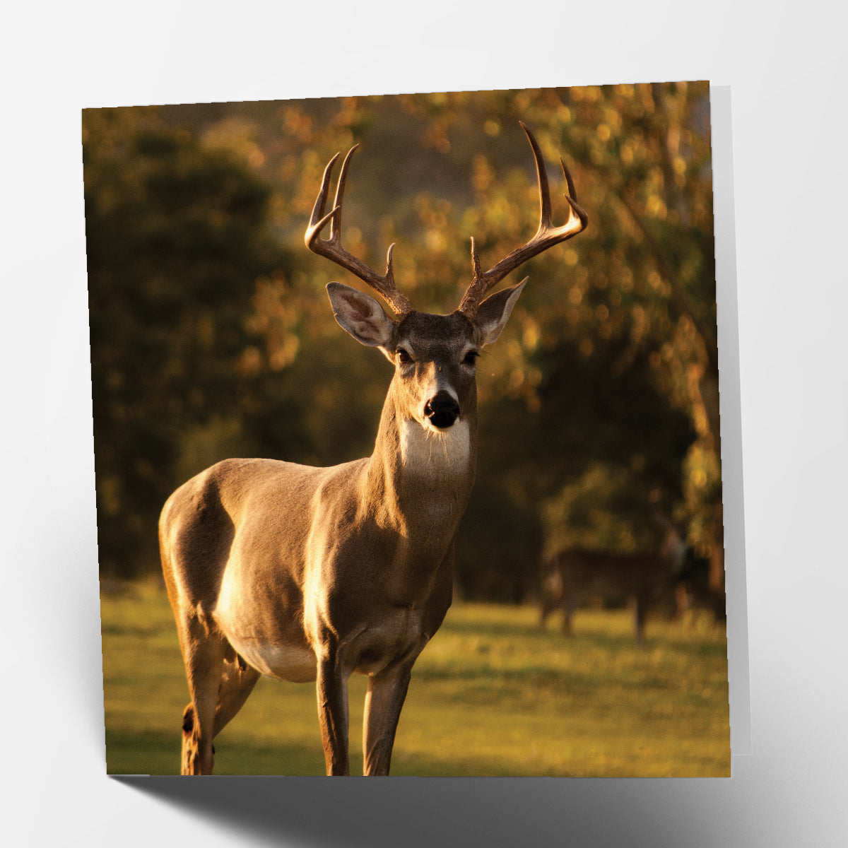 Stag Card