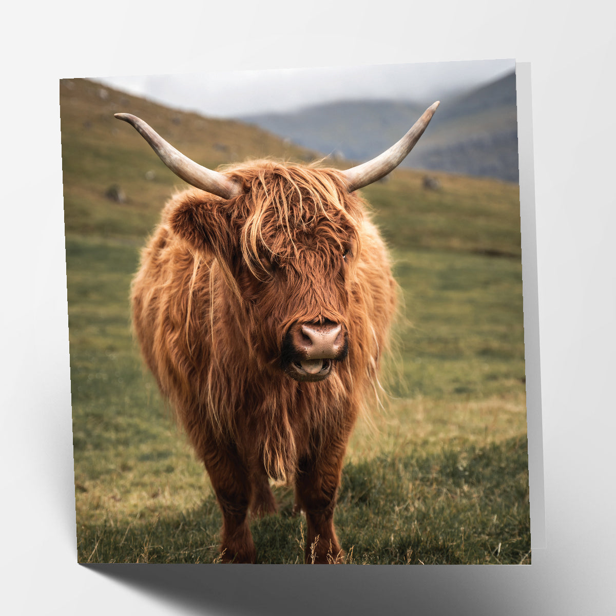 Highland Cow Card