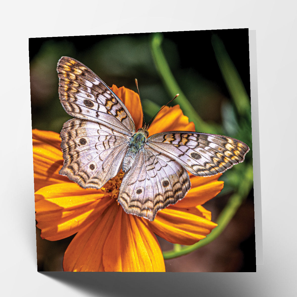 Butterfly Card