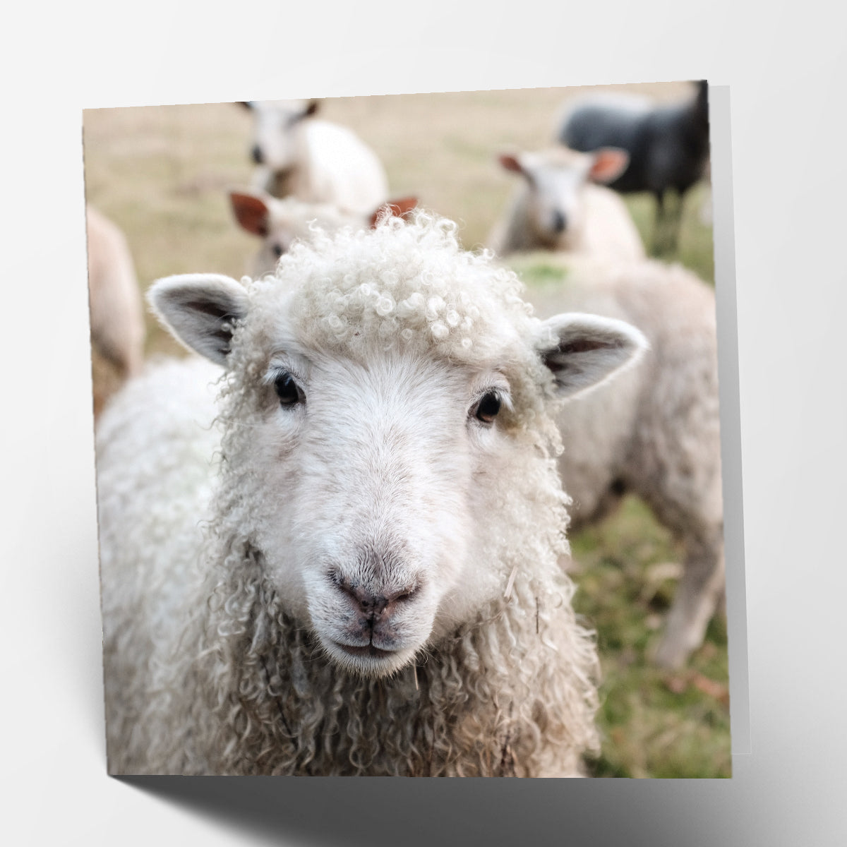 Sheep Card