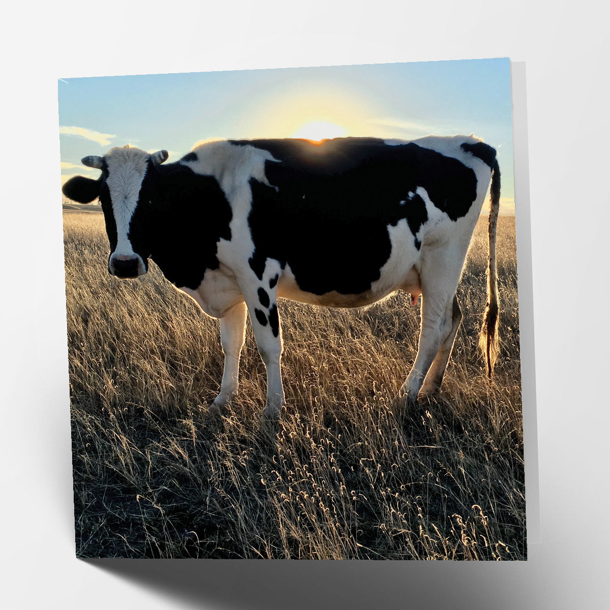 Dairy Cow Card