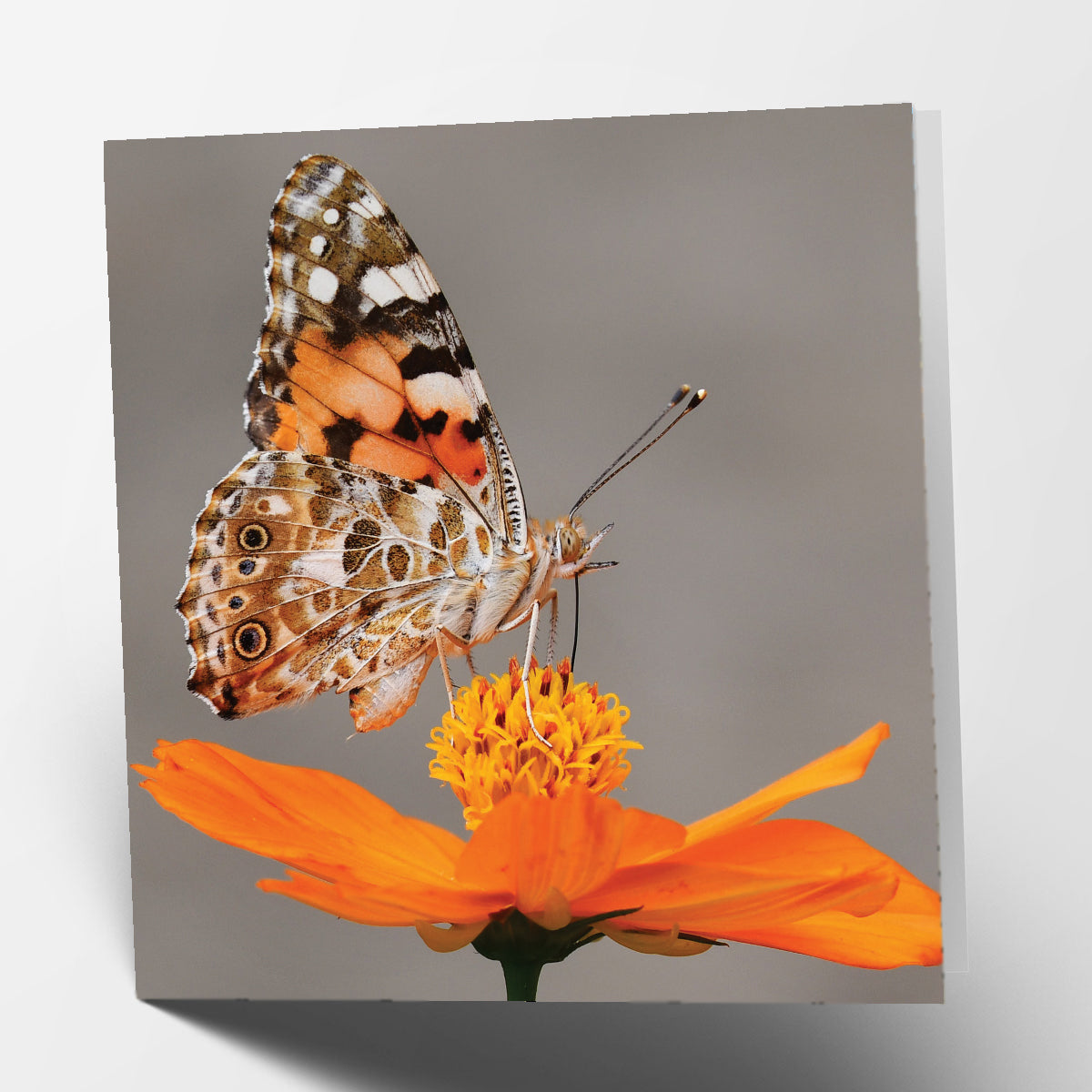 Butterfly Card