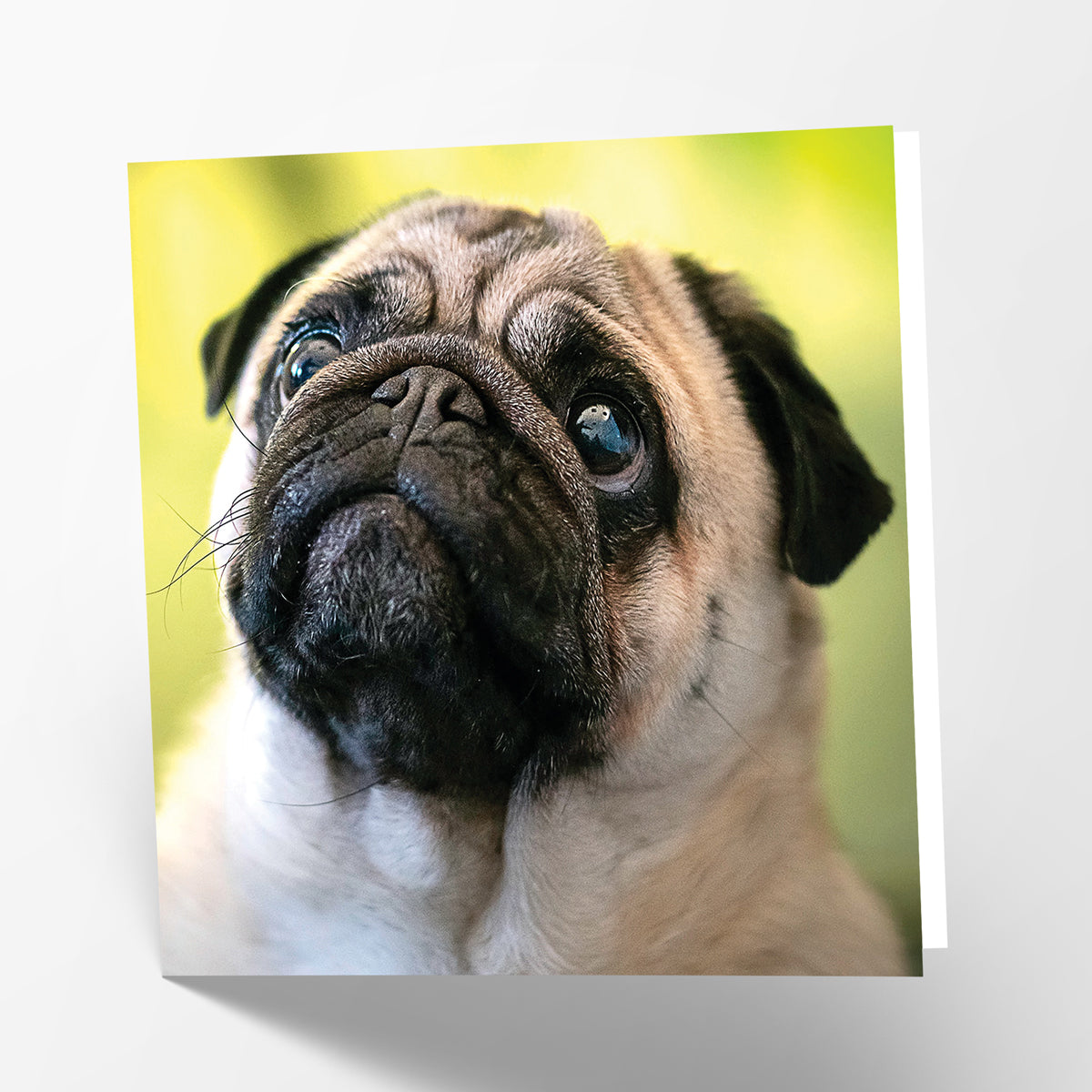 Pug Card