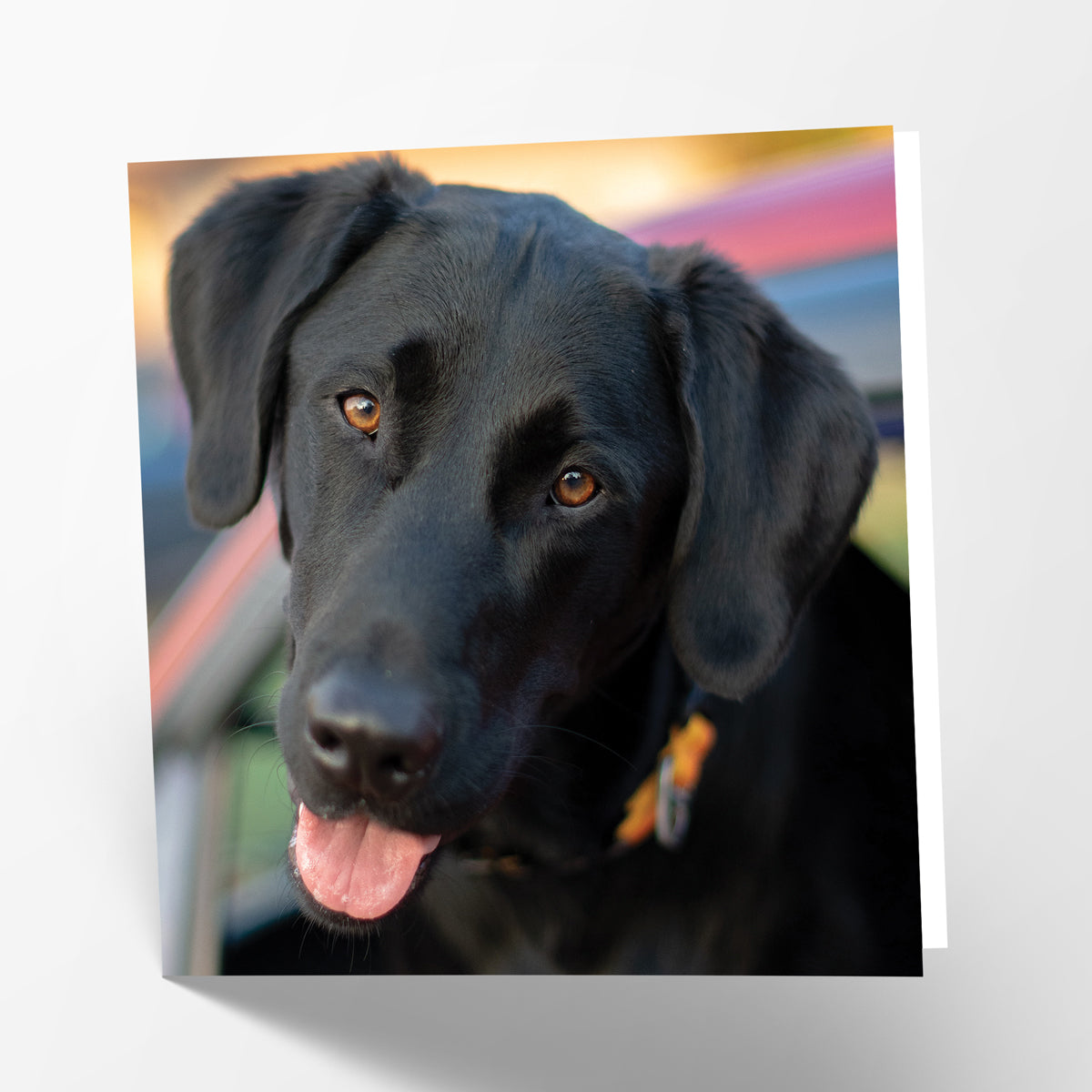 Black Labrador Card