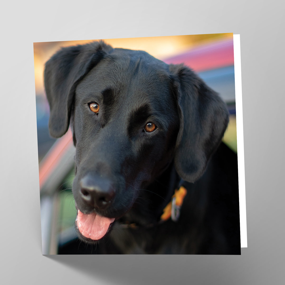 Black Labrador Card