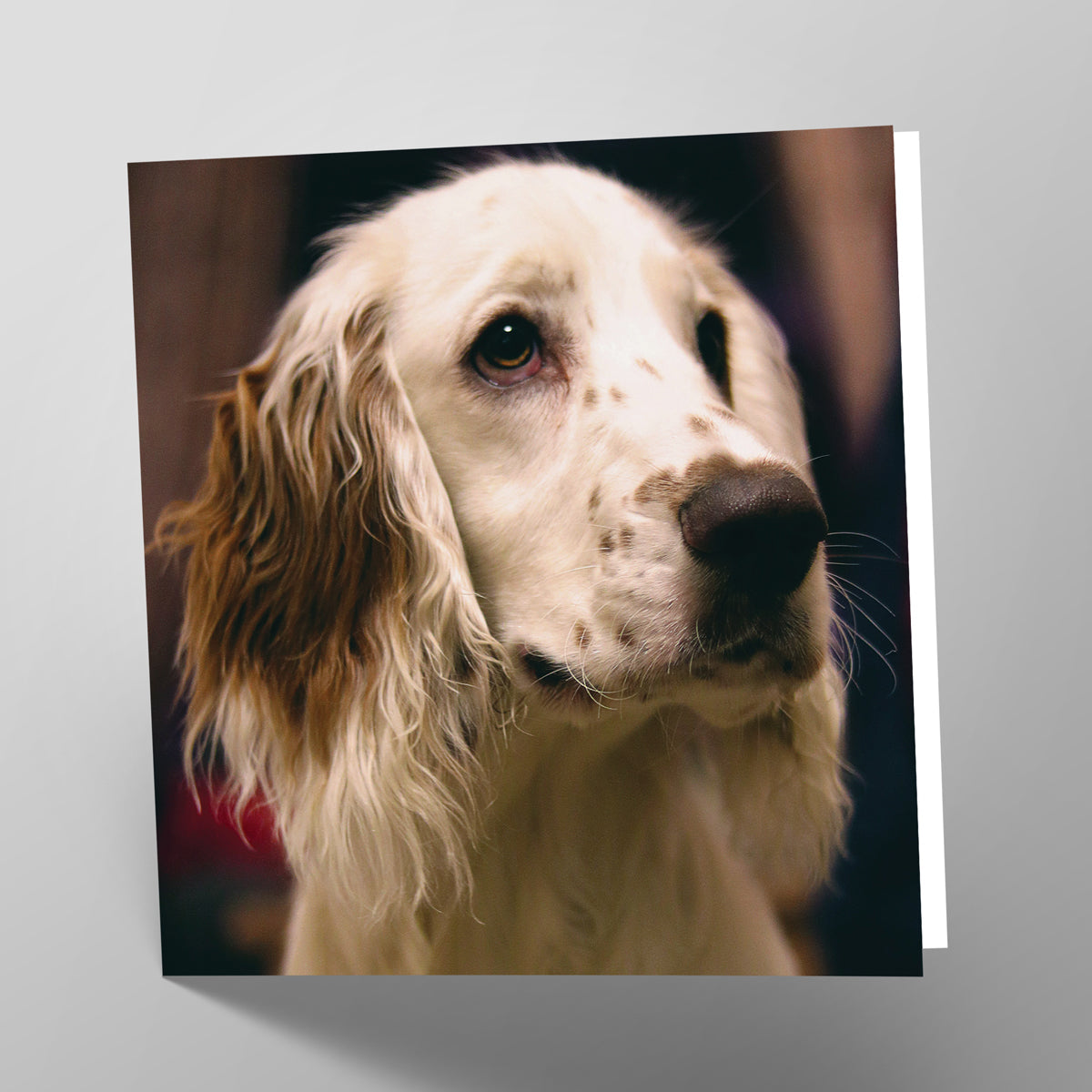 Springer Spaniel Card