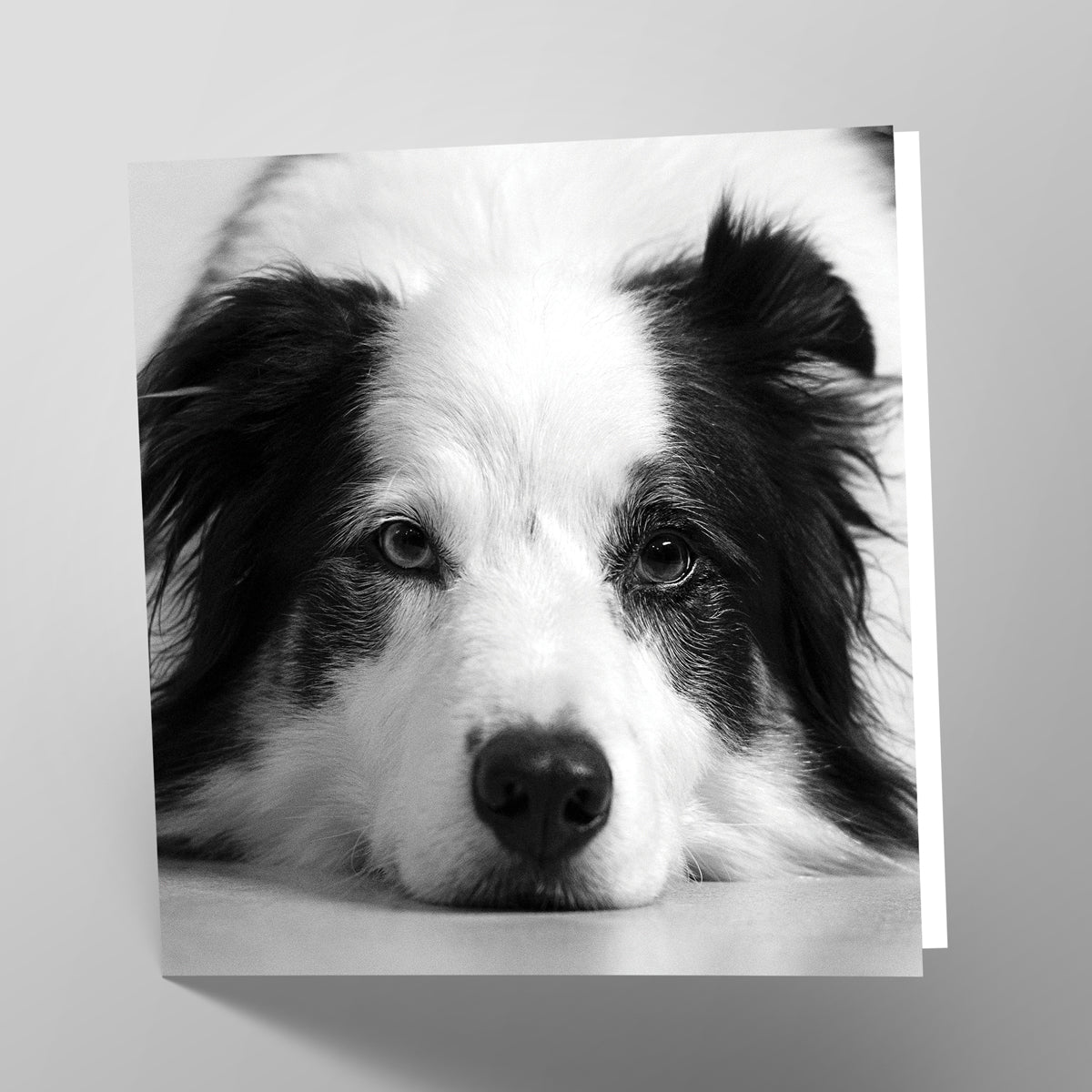 Border Collie Card