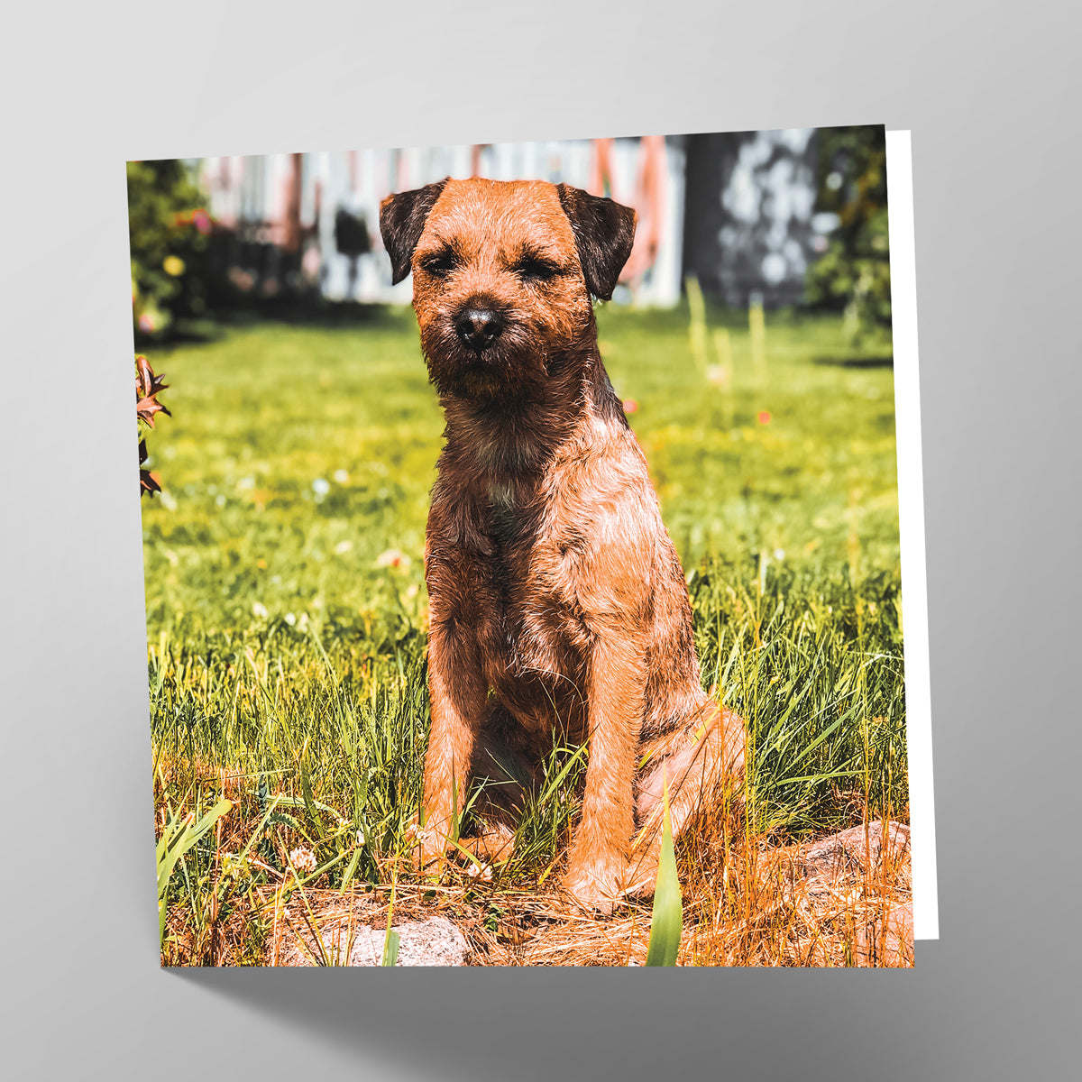 Border Terrier Card