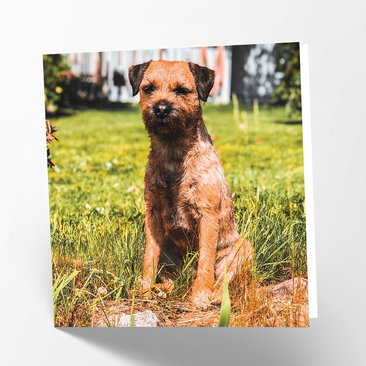 Border Terrier Card