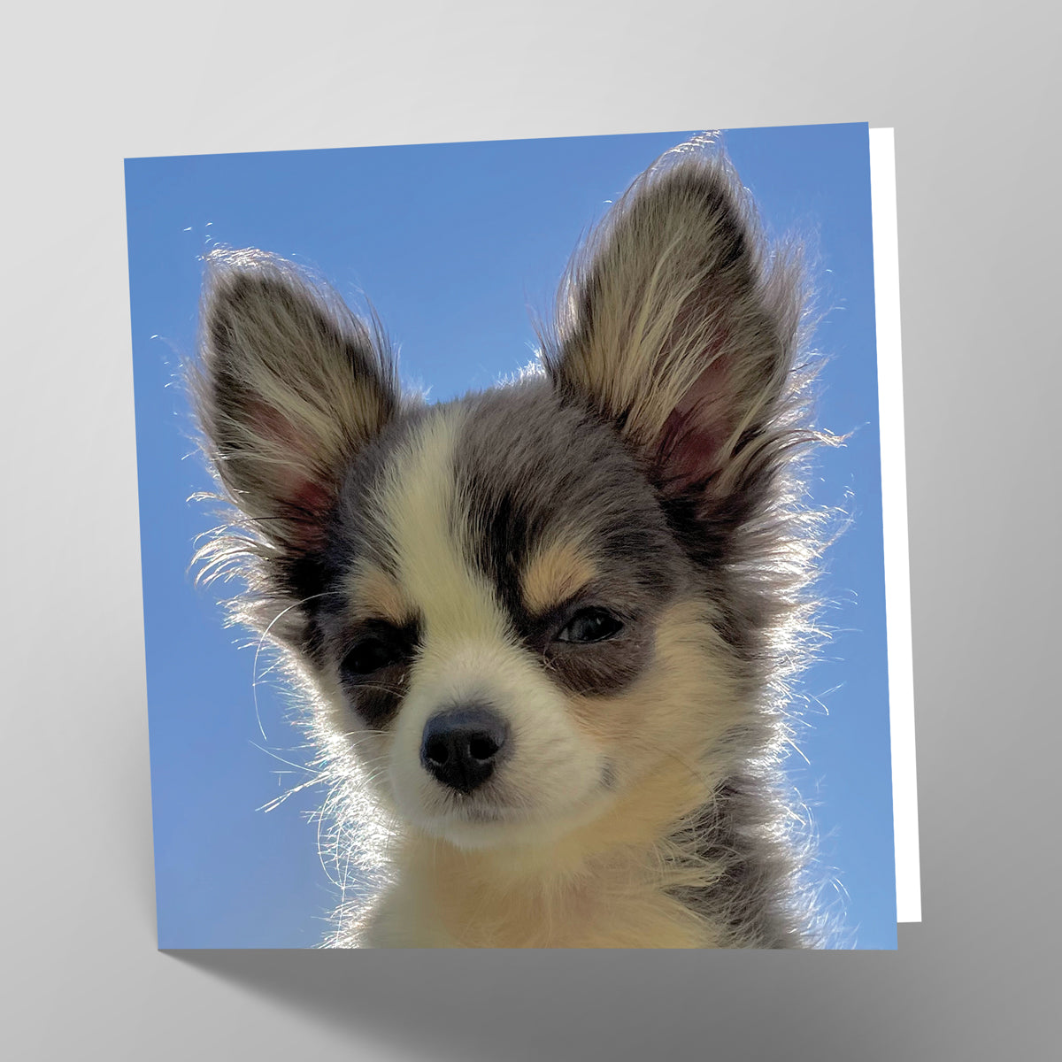 Chihuahua Card