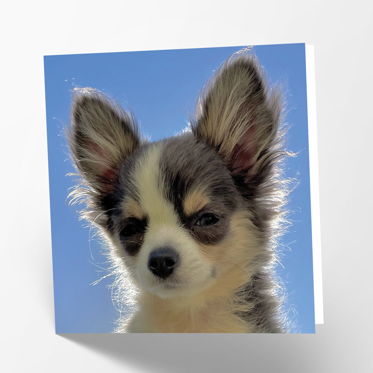 Chihuahua Card