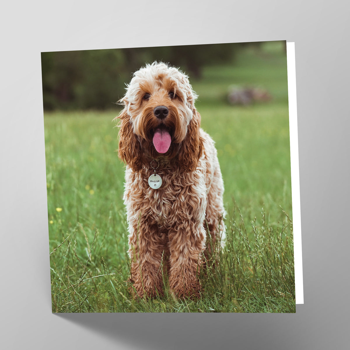 Cockapoo Card