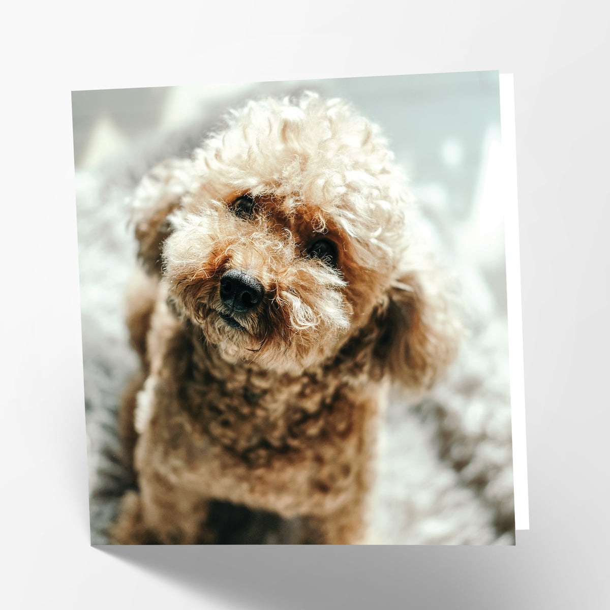 Cockapoo Card