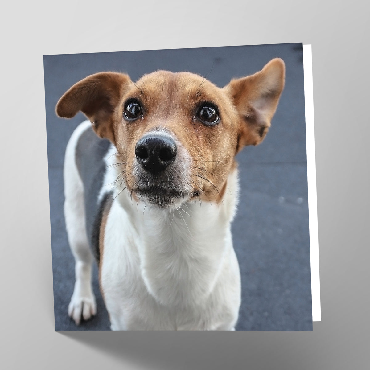 Jack Russel Card