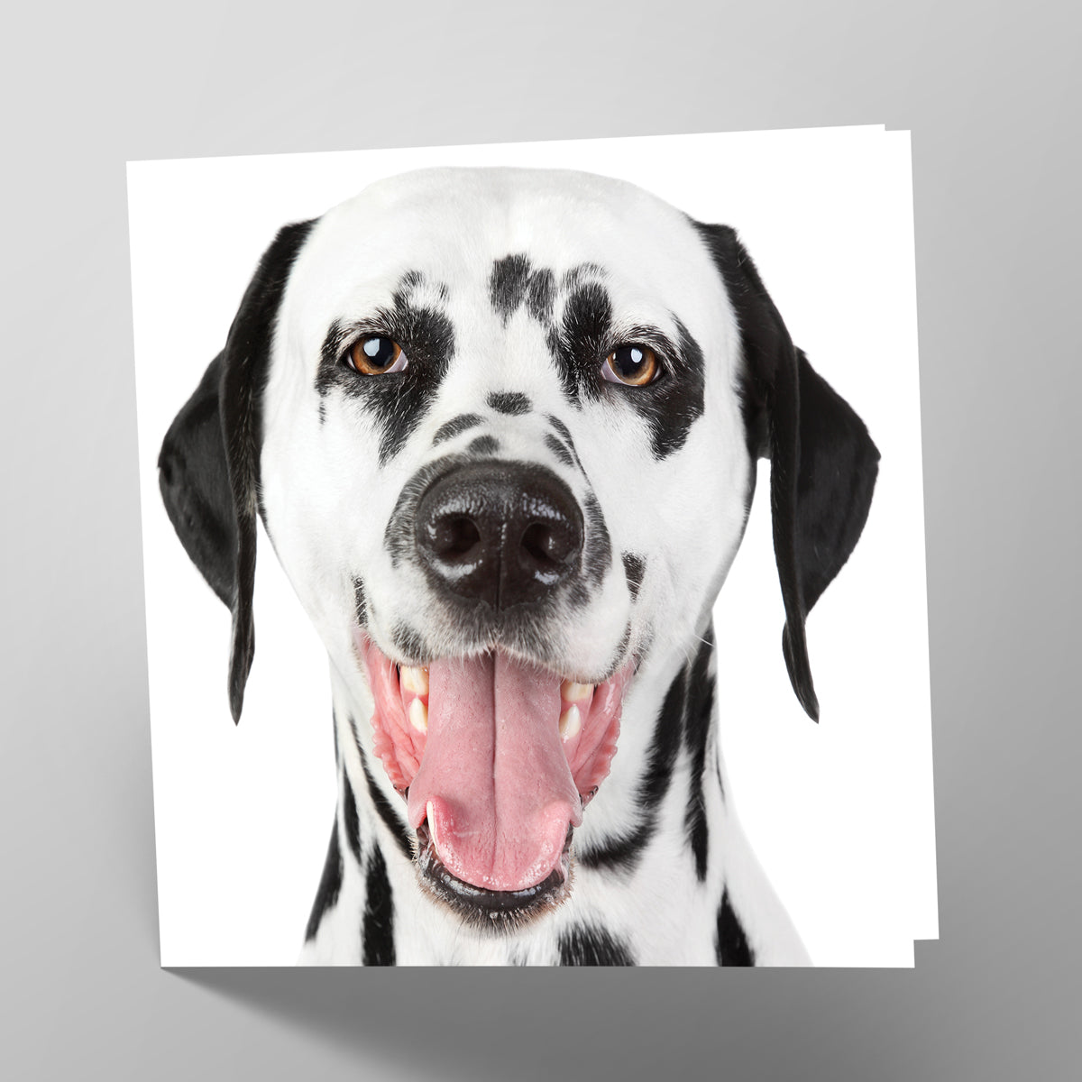 Dalmatian Card