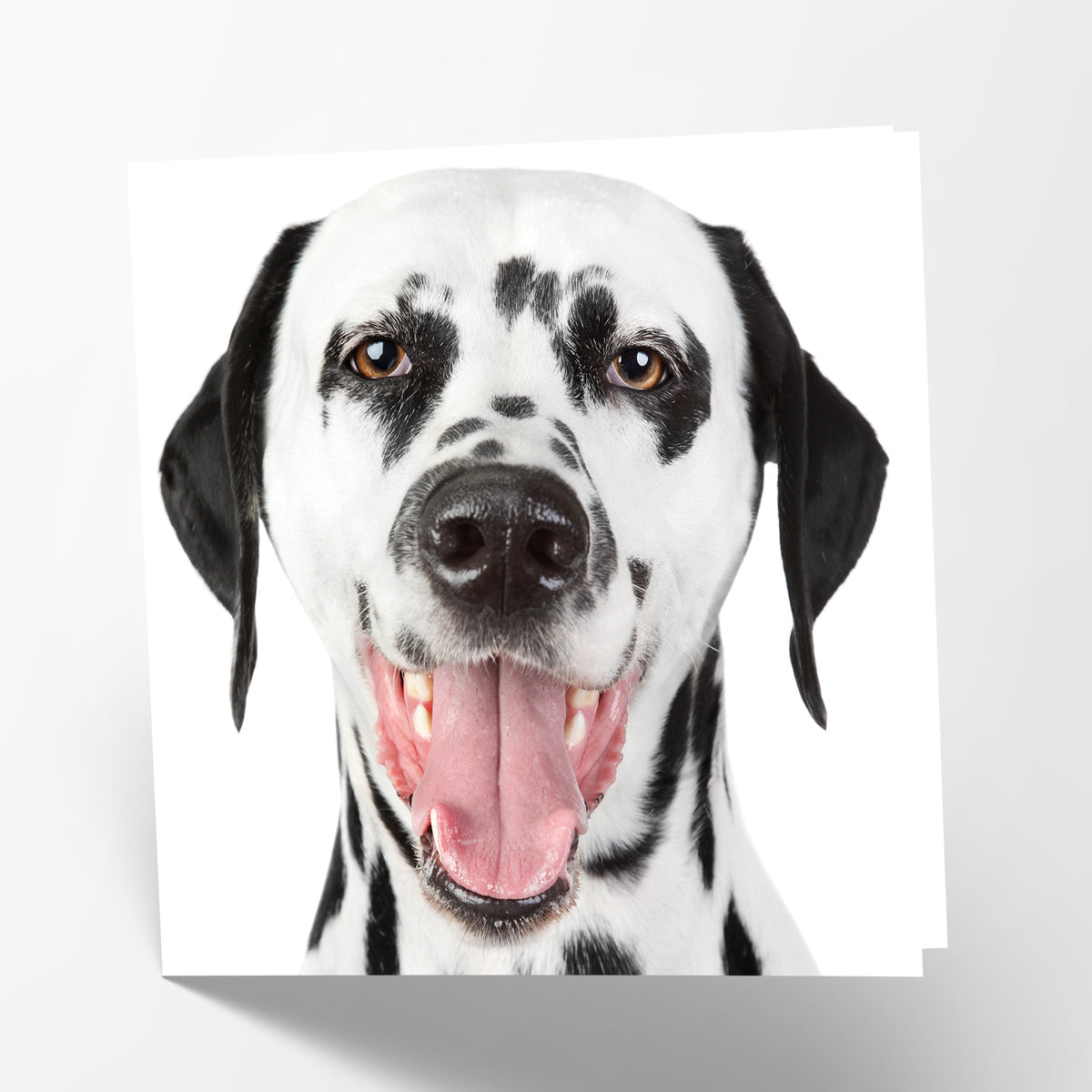 Dalmatian Card