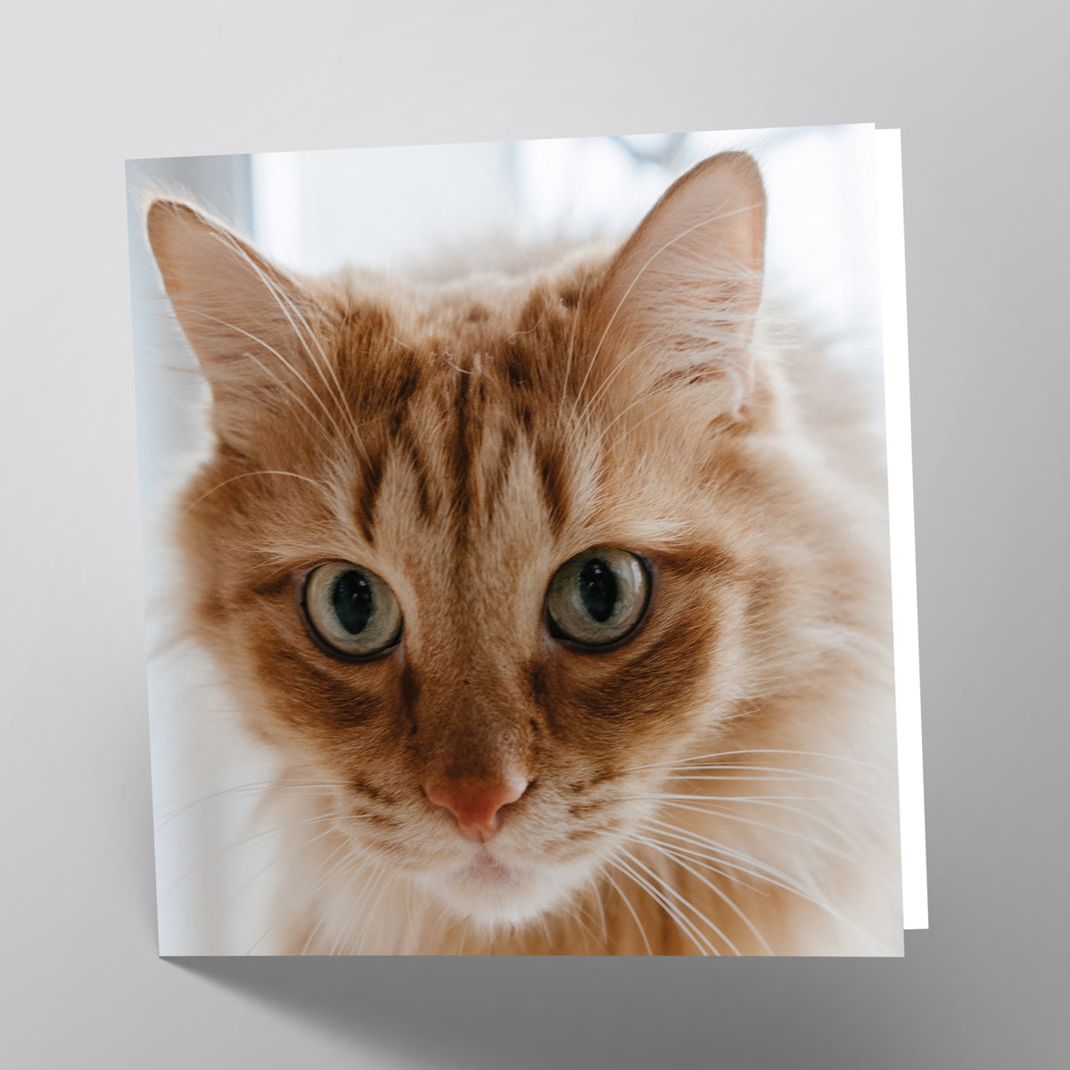 Ginger Cat Card