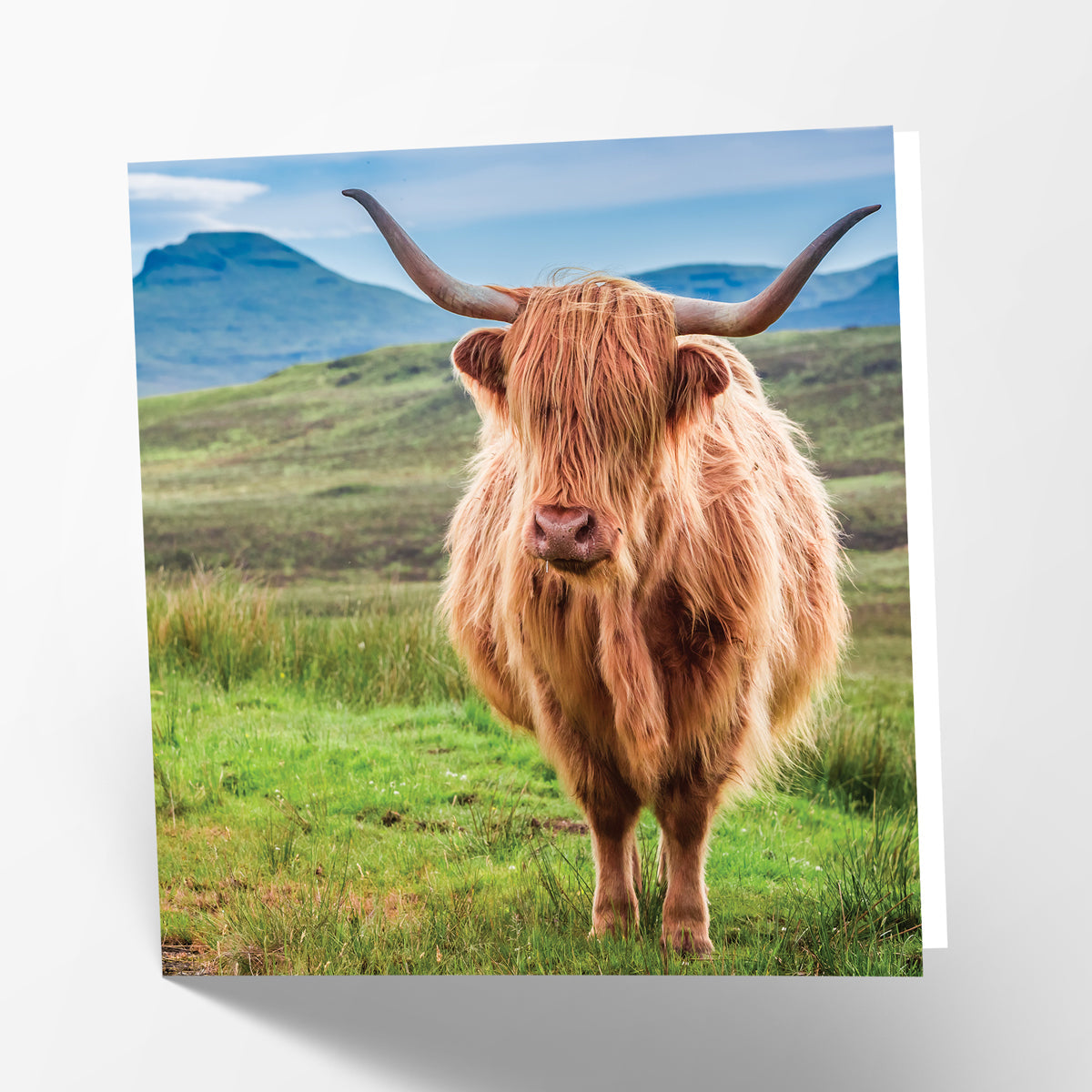 Highland Cow Card