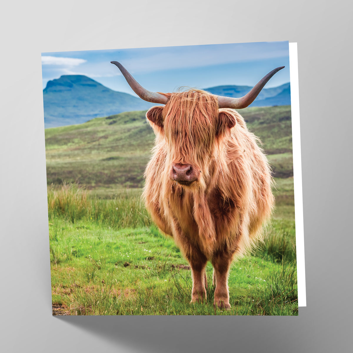 Highland Cow Card