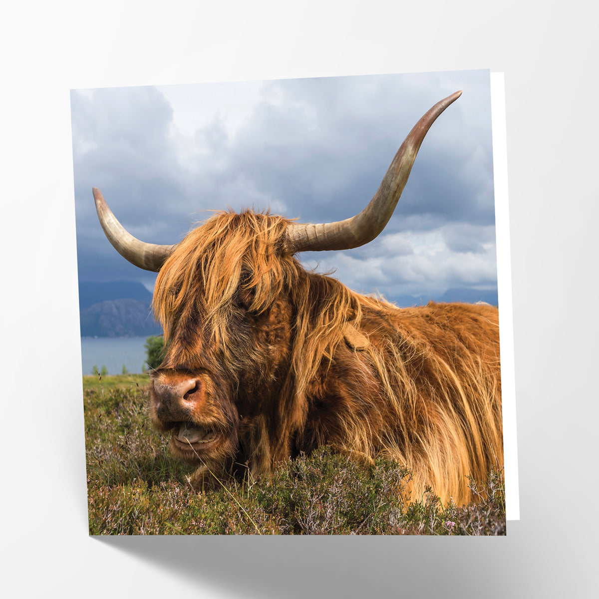 Highland Cow Card