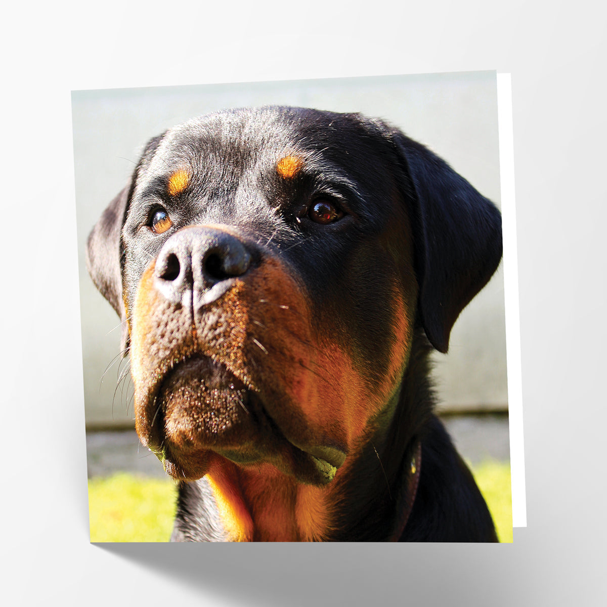 Rottweiler Card