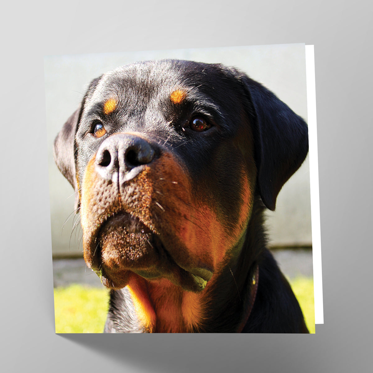 Rottweiler Card