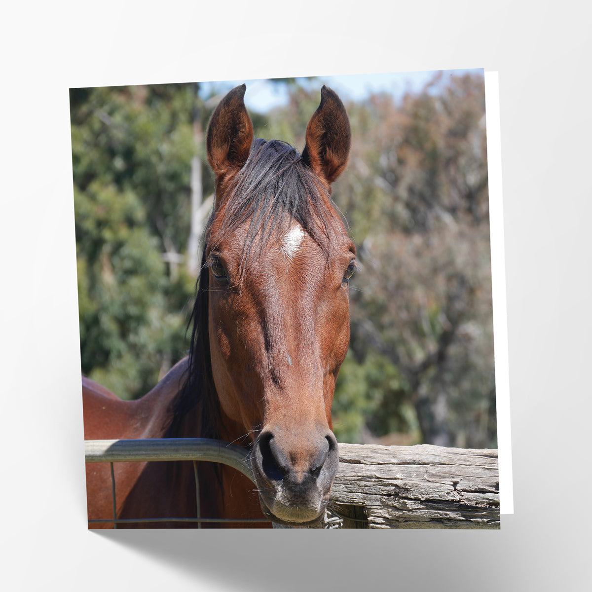 Bay Horse Card