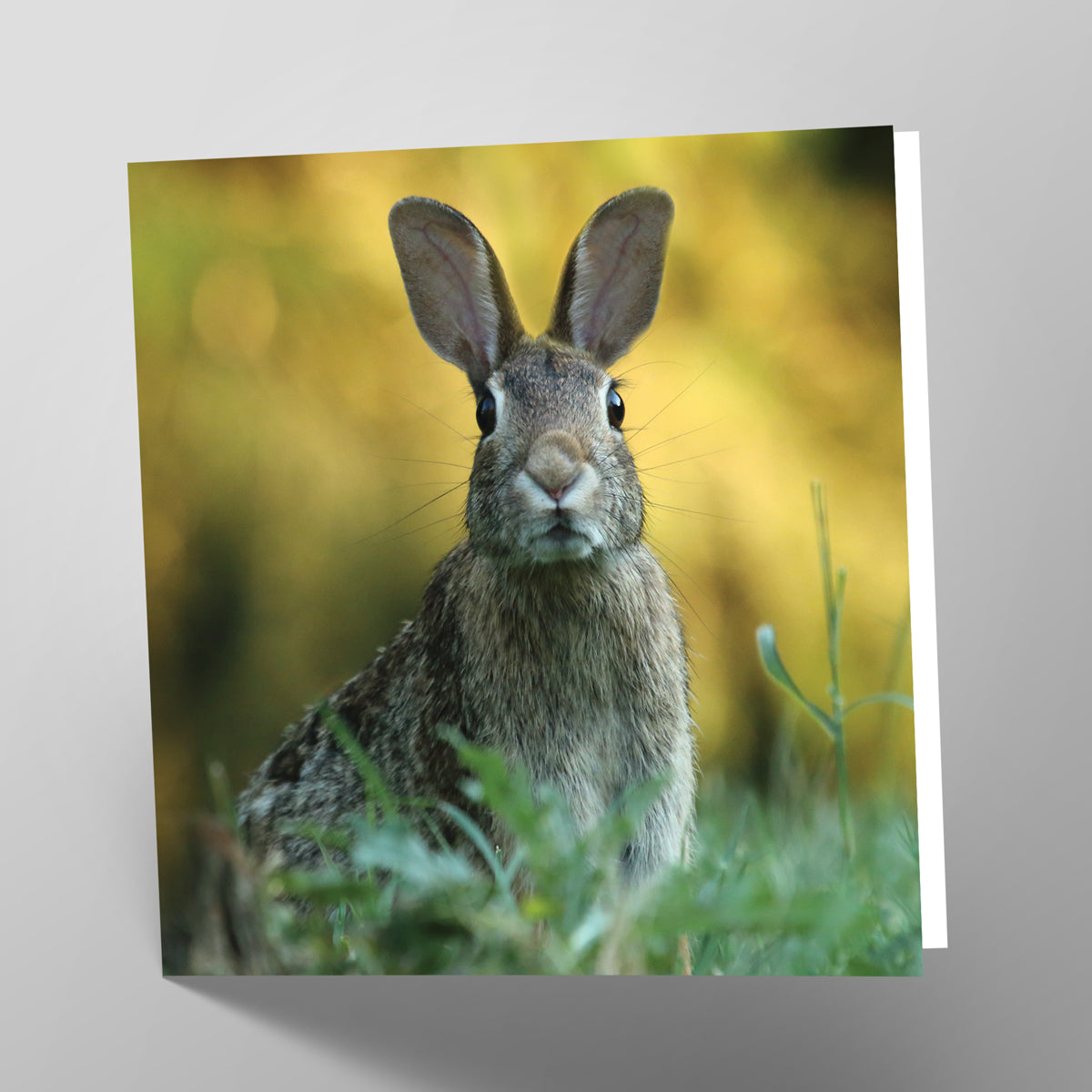 Hare Card