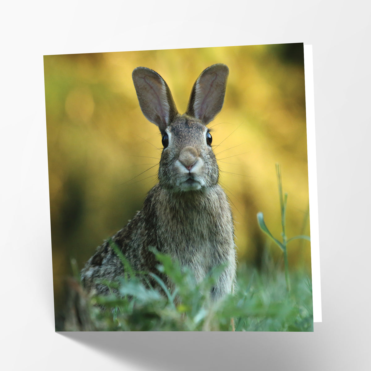 Hare Card