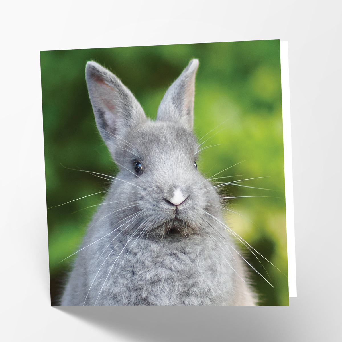 Rabbit Card