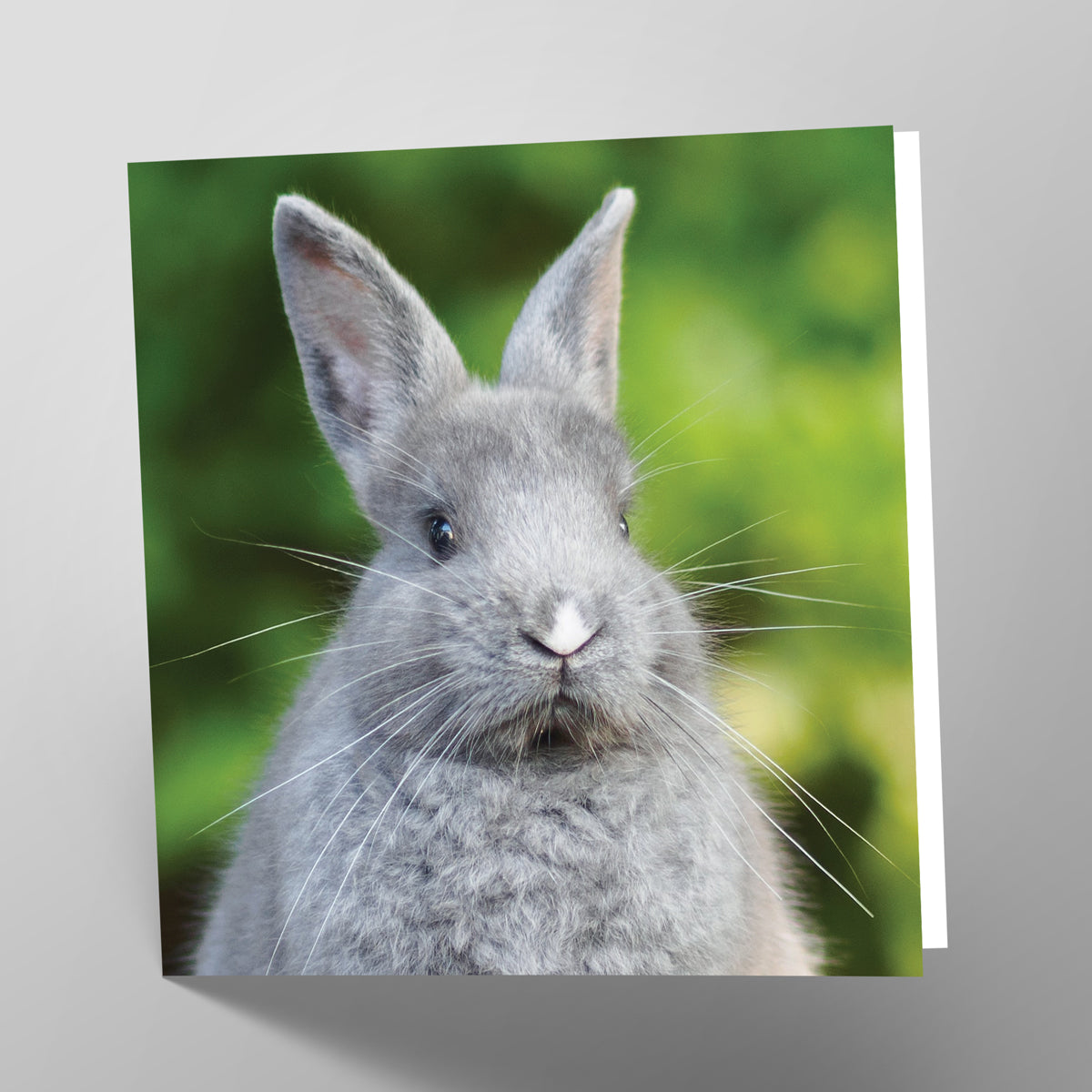 Rabbit Card