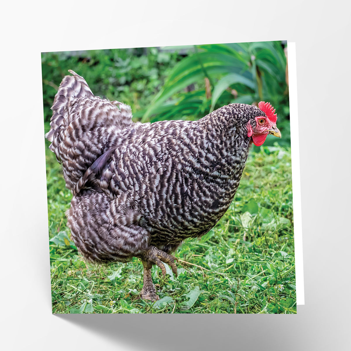 Plymouth Rock Hen Card