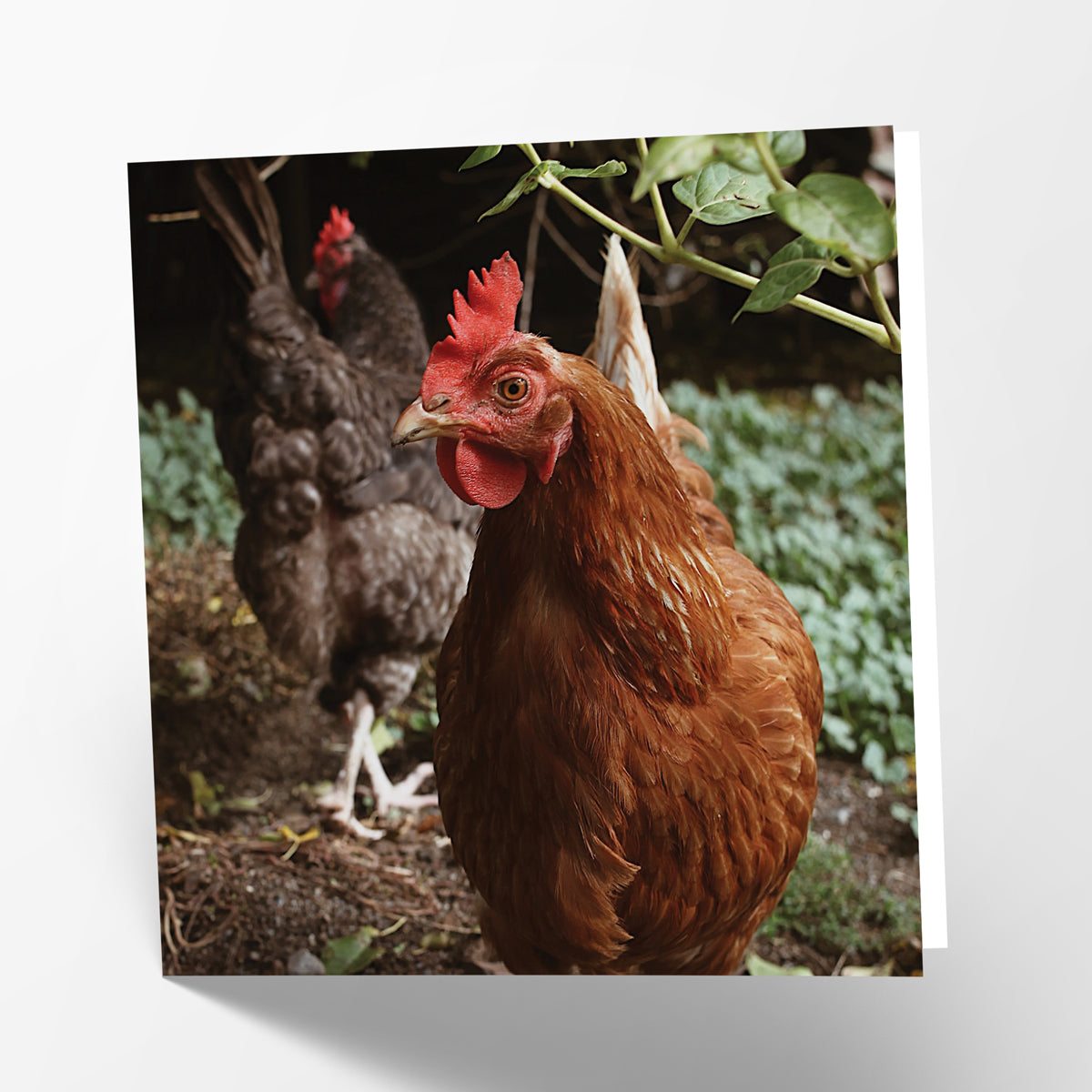 Hen Card