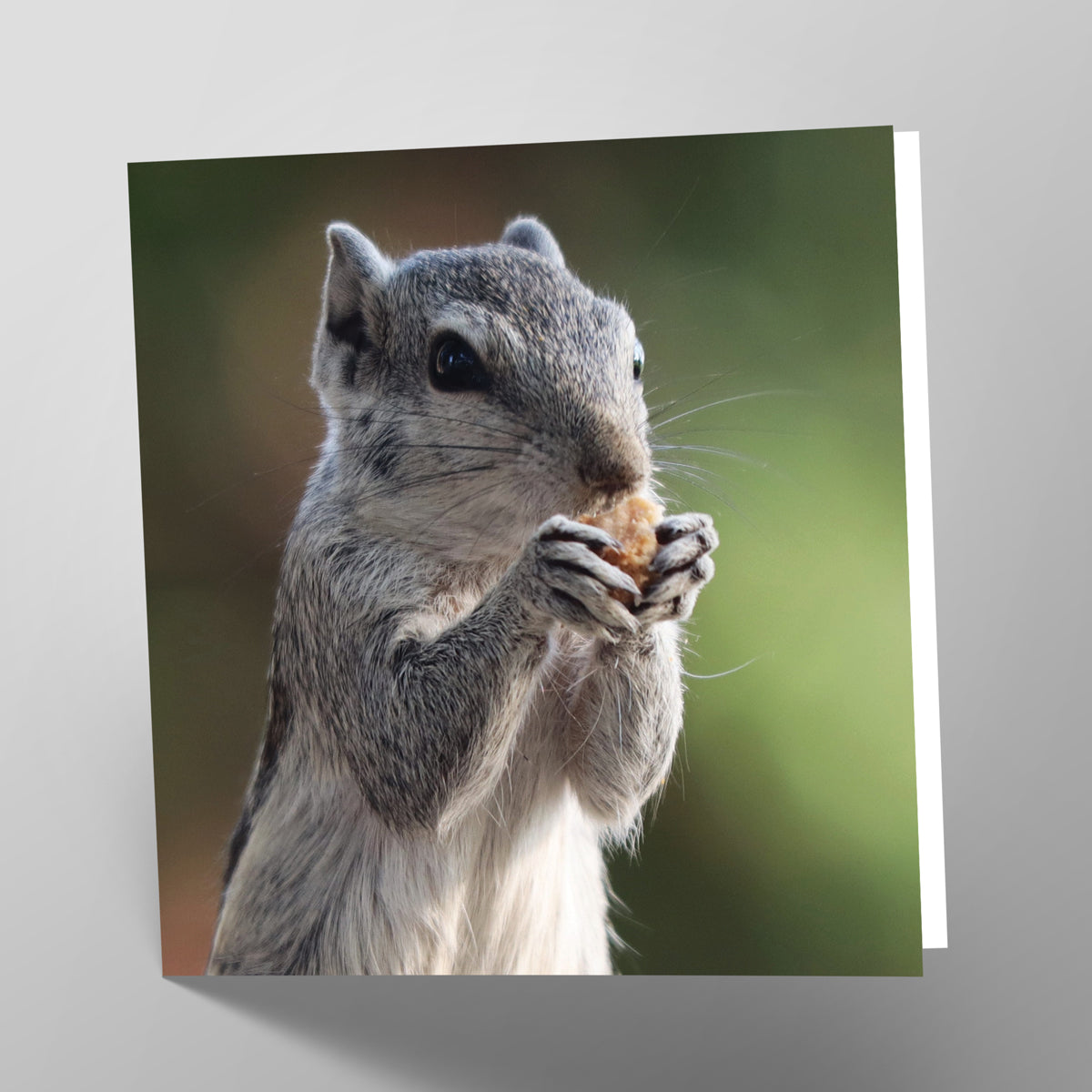 Squirrel Card