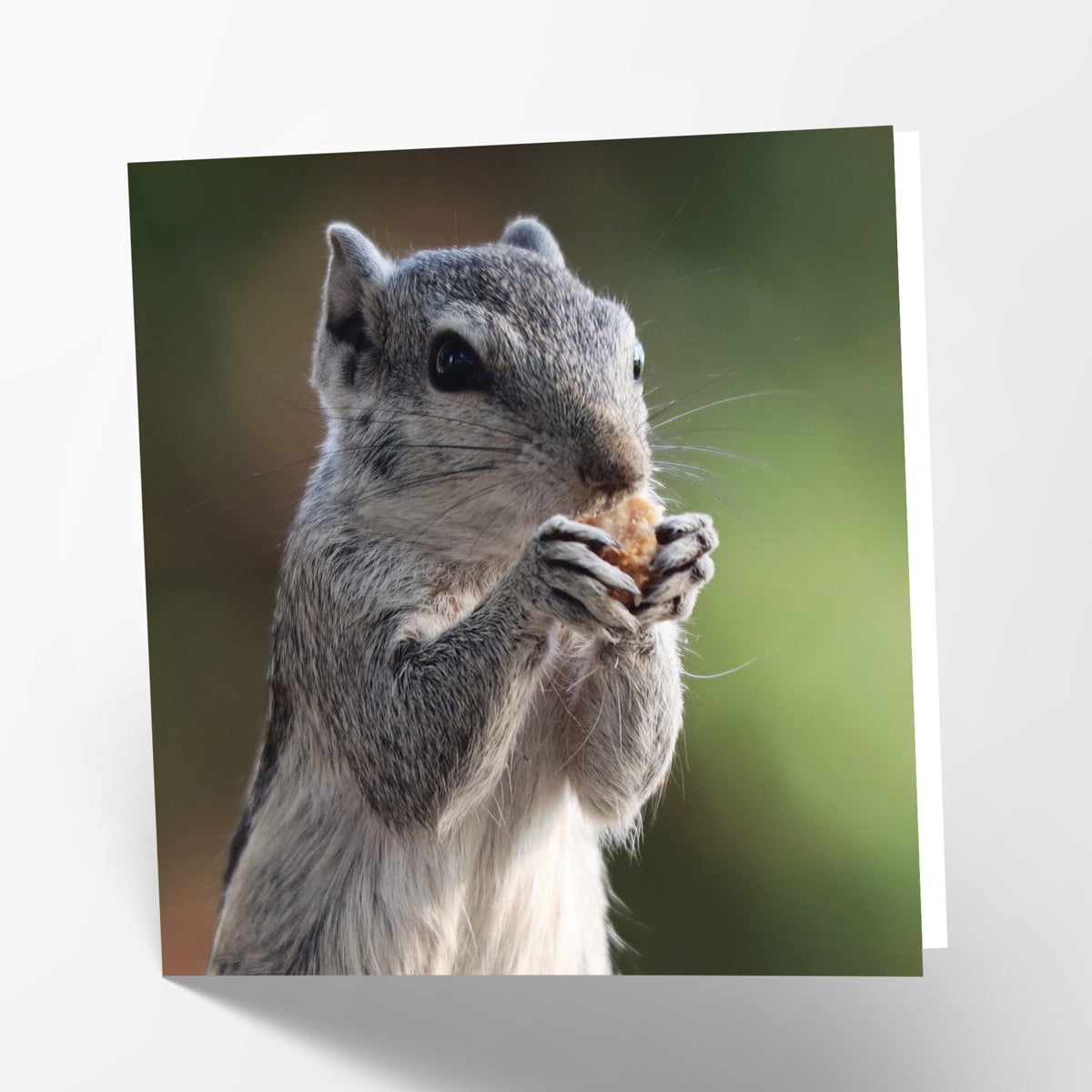 Squirrel Card