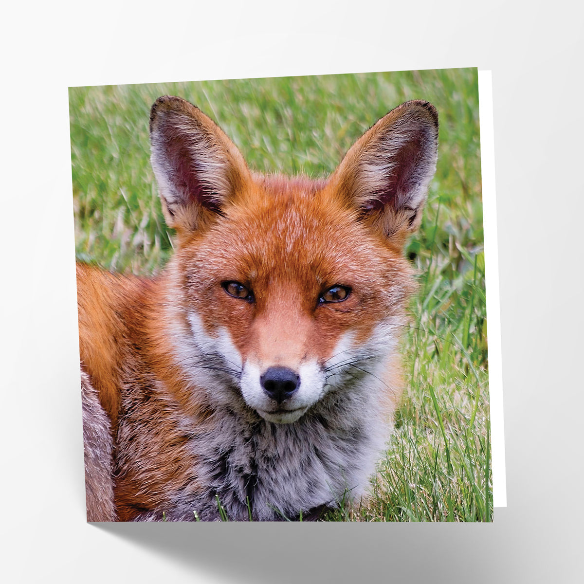 Fox Card