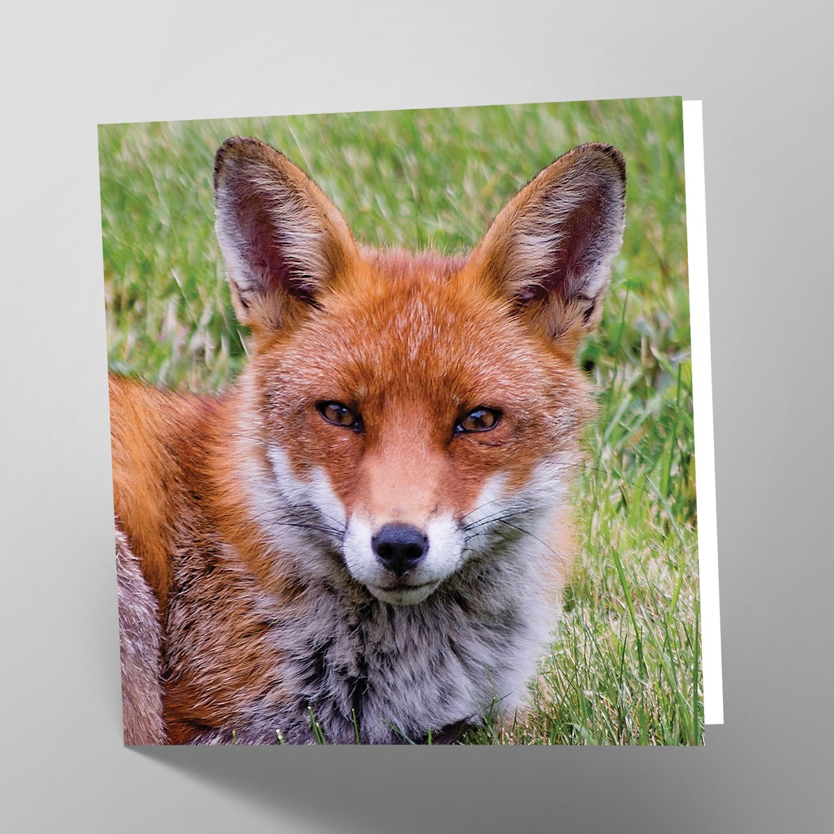 Fox Card